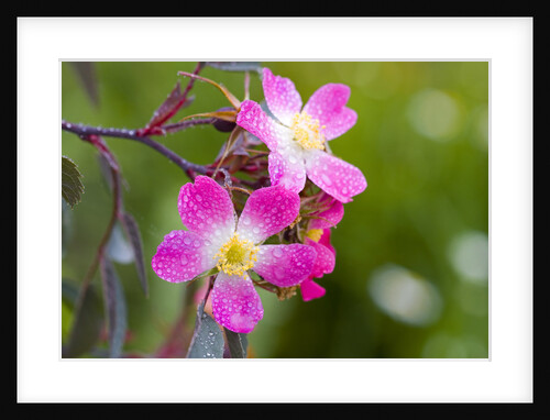 Raindrops on Pink Flowers by Anonymous
