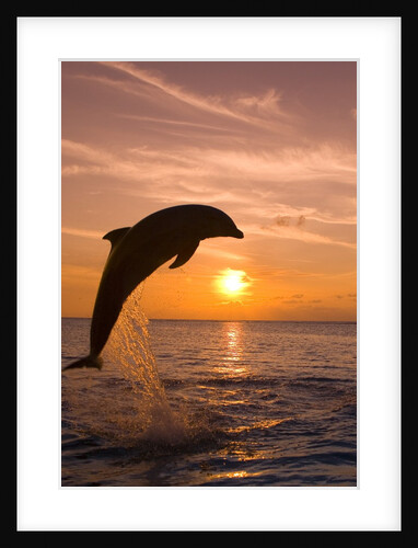 Bottlenosed Dolphin Leaping at Sunset by Anonymous
