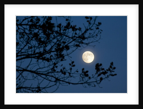 Full Moon in Winter by Anonymous