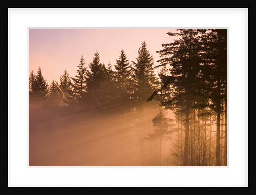 Winter Sunrise by Anonymous