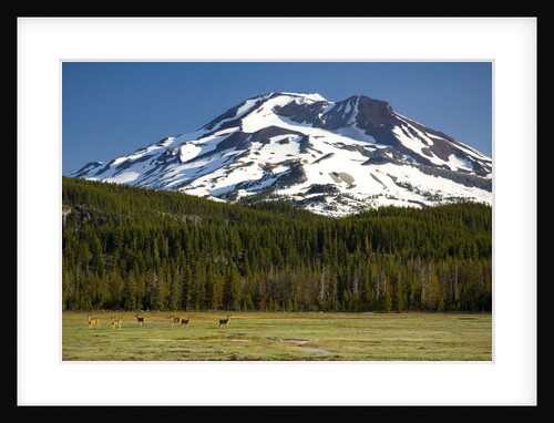 Deer Feeding in Meadow at Foot of South Sister by Anonymous