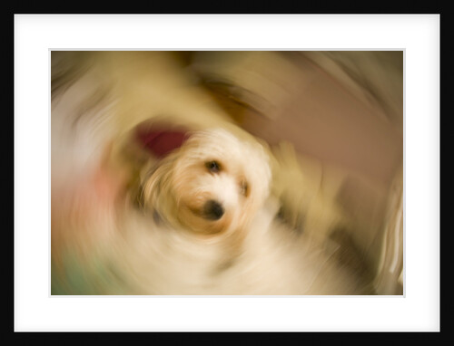 Dog Shaking Off by Anonymous