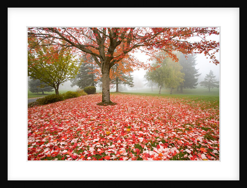 Fall Leaves by Anonymous