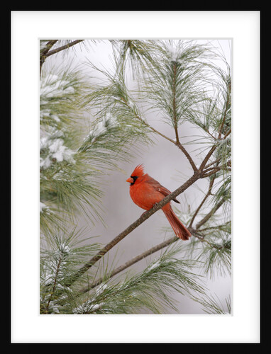 Northern Cardinal by Anonymous