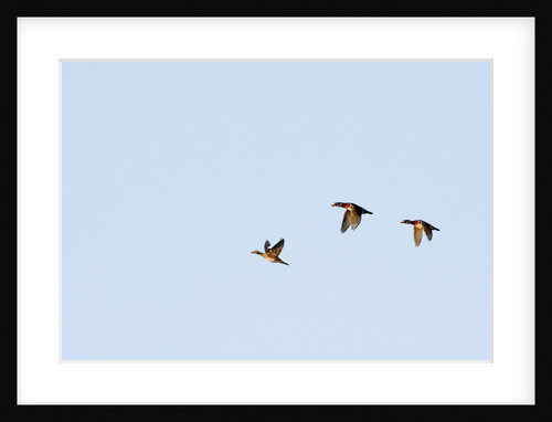 Wood Ducks by Anonymous