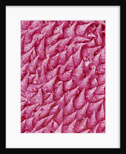 Rat Tongue by Anonymous