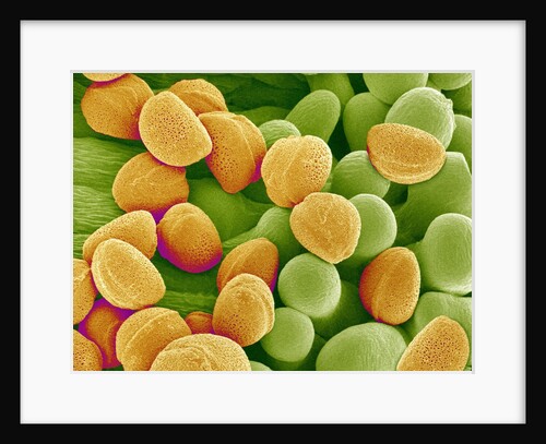 Pollen on Pistil of Pieris Japonica by Anonymous