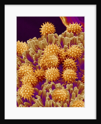 Pollen on Pistil of Cosmos by Anonymous