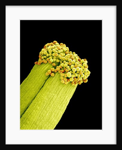 Pollen on Pistil of Pieris Japonica by Anonymous