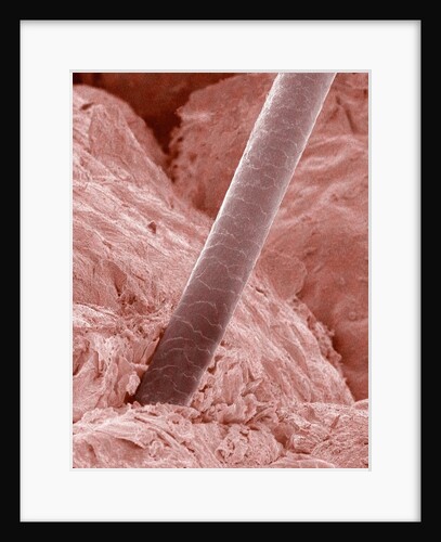 Human Hair and Skin by Anonymous