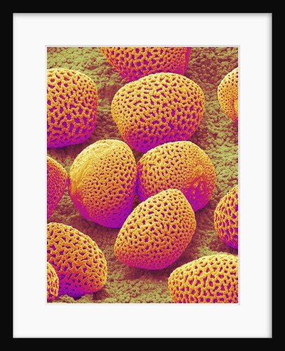 Lily Pollen by Anonymous