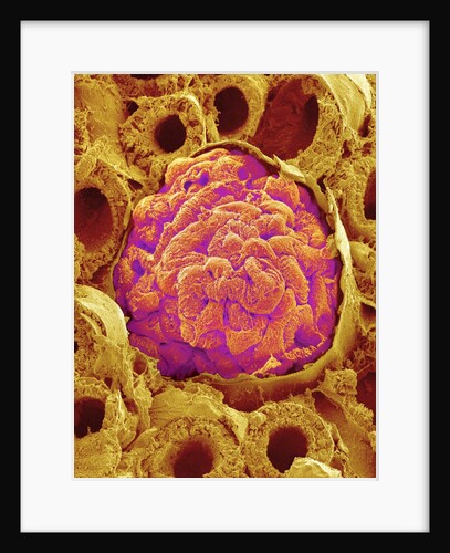 Glomerulus from Rat Kidney by Anonymous