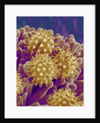 Pollen on Pistil of Cosmos by Anonymous