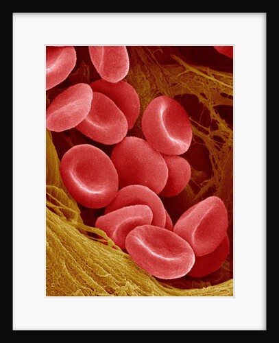 Human Red Blood Cells by Anonymous