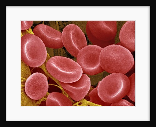 Human Red Blood Cells by Anonymous