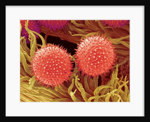 Pollen on Pistil of Mallow by Anonymous