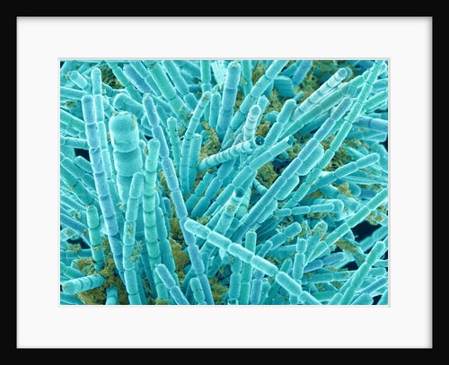 Marine Diatom by Anonymous
