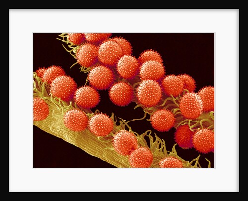 Pollen on Pistil of Mallow by Anonymous