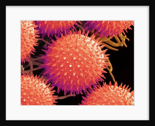 Pollen on Pistil of Mallow by Anonymous