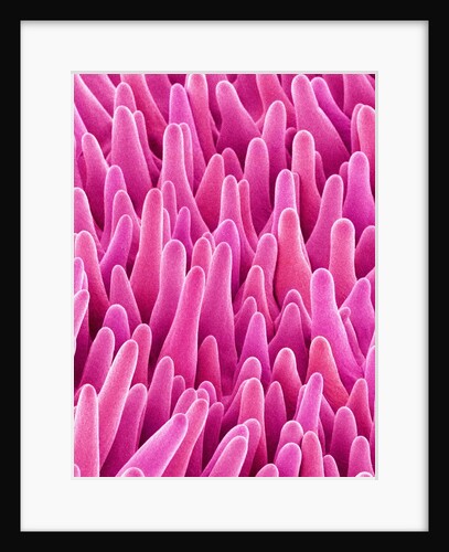 Cymbidum Orchid Petal by Anonymous