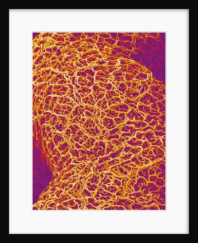 Blood Vessel Cast from Rat Colon by Anonymous