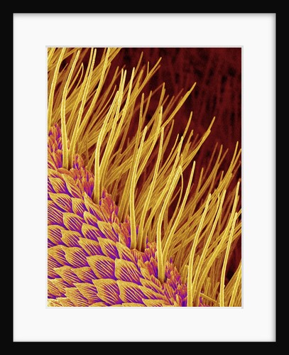 Sensory Hairs on a Moth Antenna by Anonymous