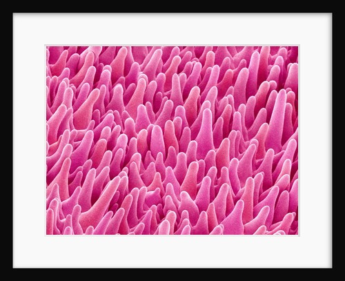 Cymbidum Orchid Petal by Anonymous