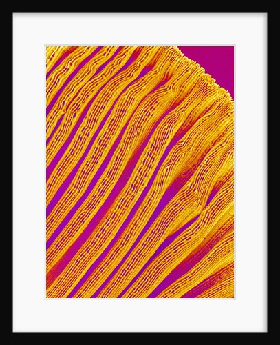 Freshwater Clam Gills by Anonymous