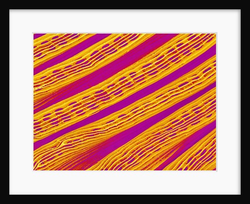 Freshwater Clam Gills by Anonymous