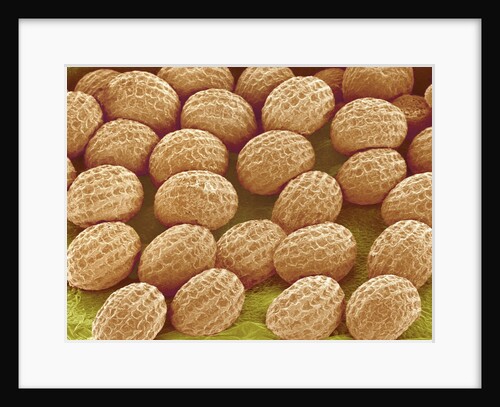 Freesia Flower Ovules by Anonymous