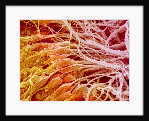 Sperm in Testis of a Rat by Anonymous