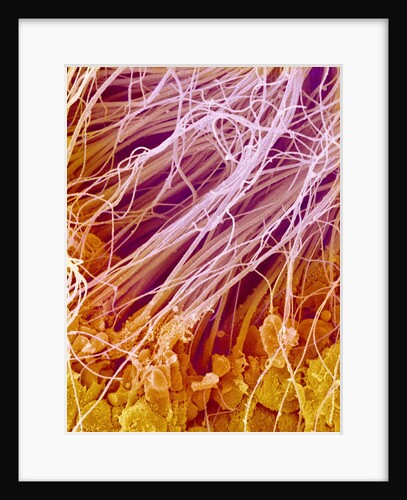 Sperm in Testis of a Rat by Anonymous