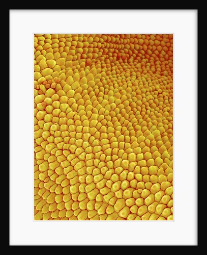 Petal of Wildflower in Chrysanthemum Family by Anonymous