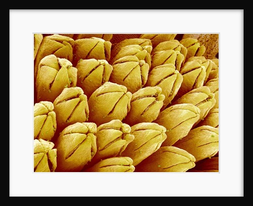 Wildflower in Chrysanthemum Family by Anonymous