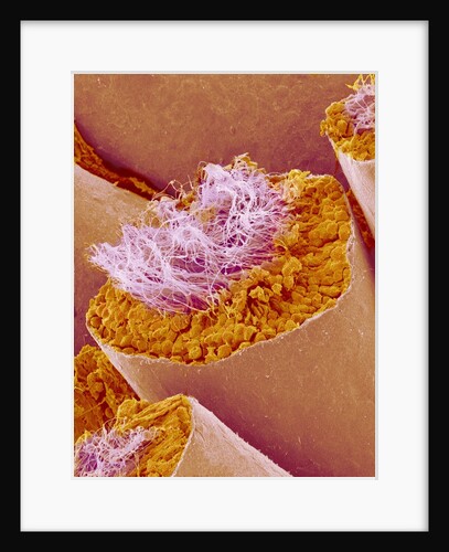 Sperm in Testis of a Rat by Anonymous