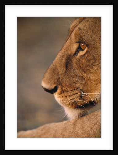 Lion Cub at Dawn, Botswana by Anonymous