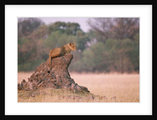 Lioness on Termite Mound by Anonymous