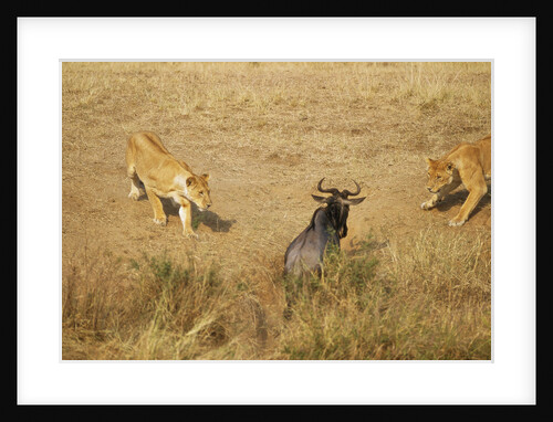 Lions Hunting a Wildebeest by Anonymous