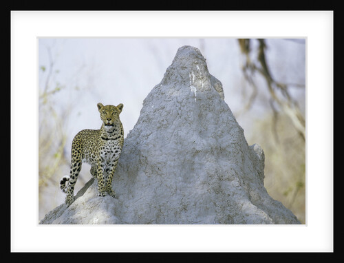 Leopard on Termite Mound by Anonymous