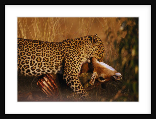 Leopard with Impala Kill by Anonymous