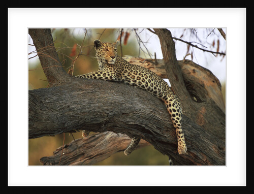 Leopard in Tree by Anonymous