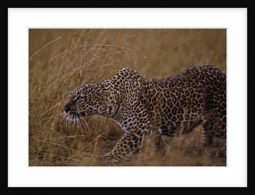 Close-up of Stalking Leopard by Anonymous