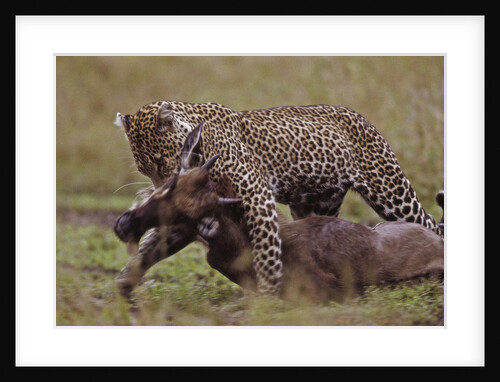 Leopard with Wildebeest Kill by Anonymous