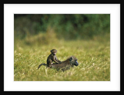 Chacma Baboons in Grass by Anonymous