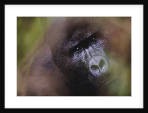 Close-up of Mountain Gorilla by Anonymous