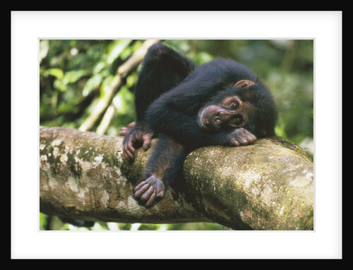 Chimpanzee Lying on Branch by Anonymous
