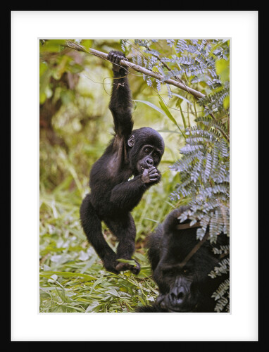 Young Mountain Gorilla Hanging From Branch by Anonymous