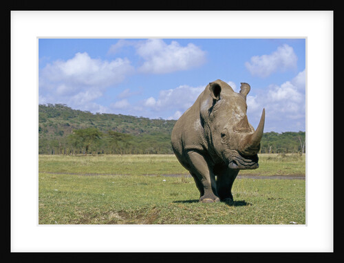 White Rhinoceros in Meadow by Anonymous