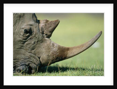 Close-up of White Rhinoceros by Anonymous