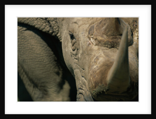 Close-up of White Rhinoceros by Anonymous